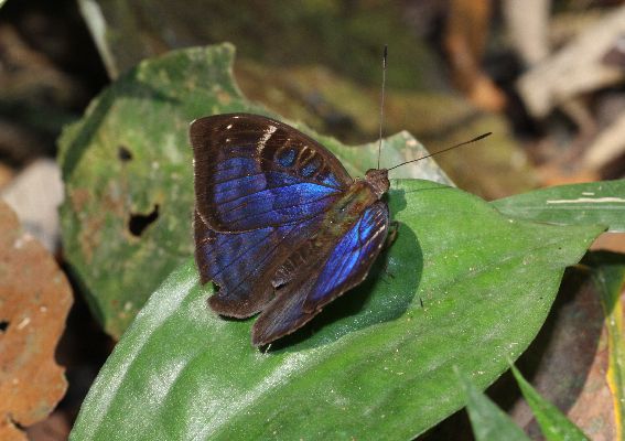Euriphene schultzei male UPS